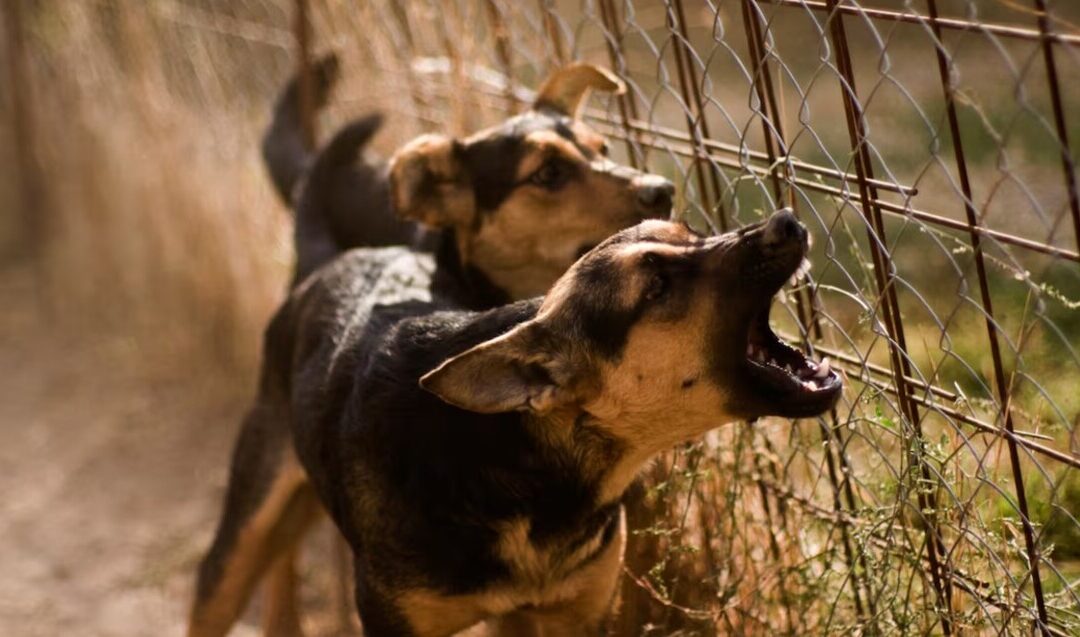 Tragedia en Michoacán: Niño de 3 años asesinado por perros; madre acusada de homicidio por omisión