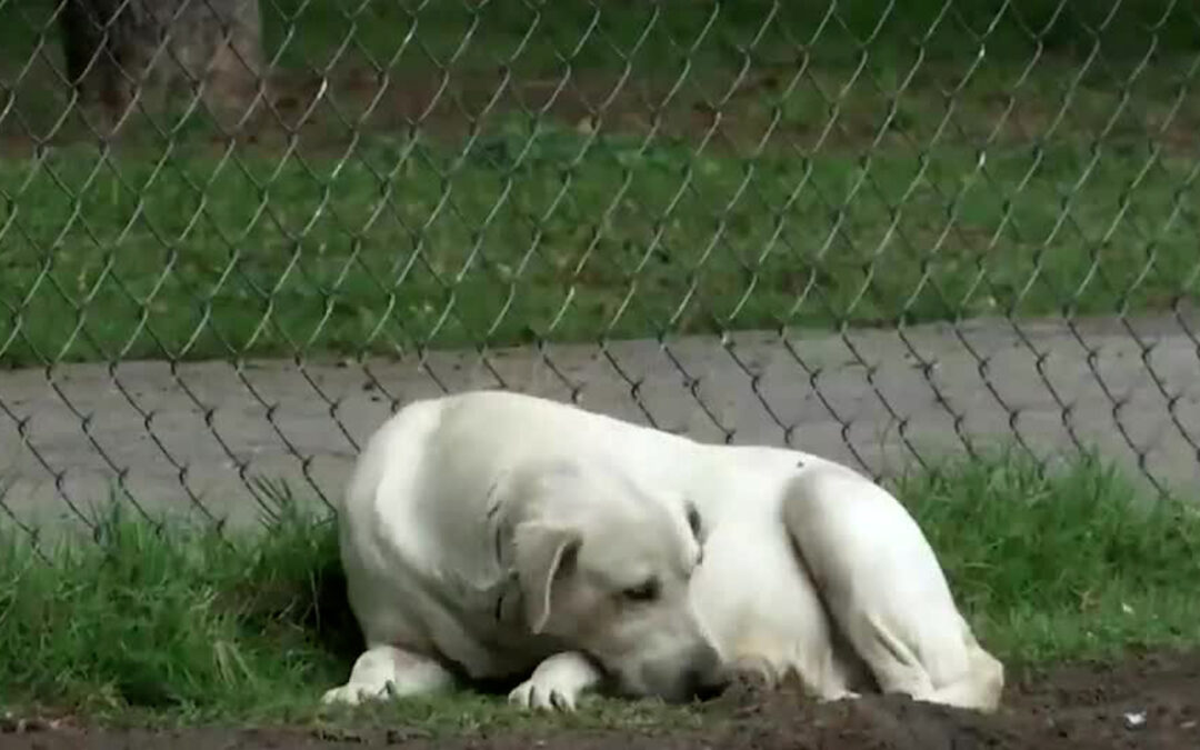 Guanajuato Establece un Récord Alarming en Maltrato Animal Con Hasta 14 Denuncias Mensuales