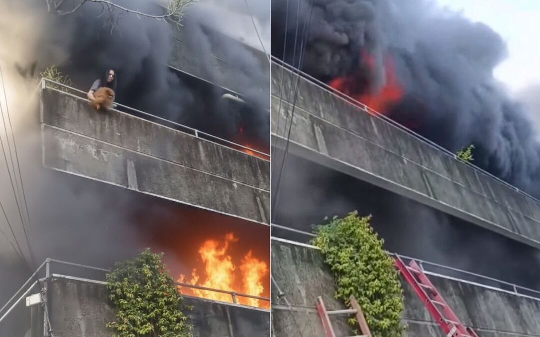 Heroína en Hartford: Mujer Arriesga Su Vida Para Salvar Perritos Durante Incendio