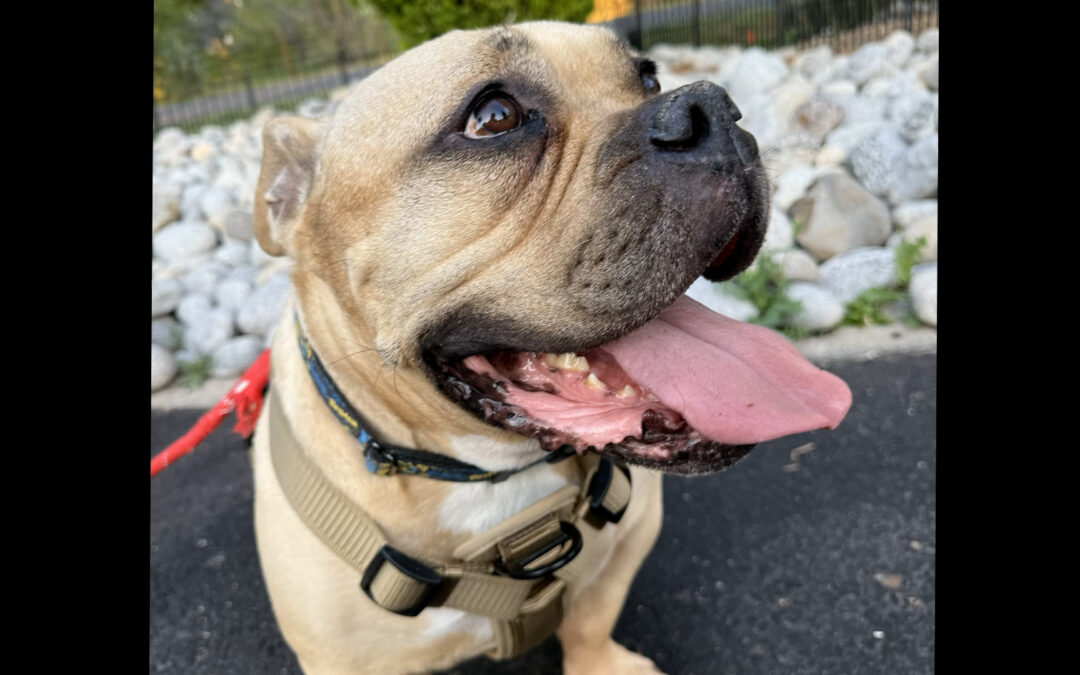 Crisis migratoria en Colorado: Aumento alarmante del abandono de mascotas