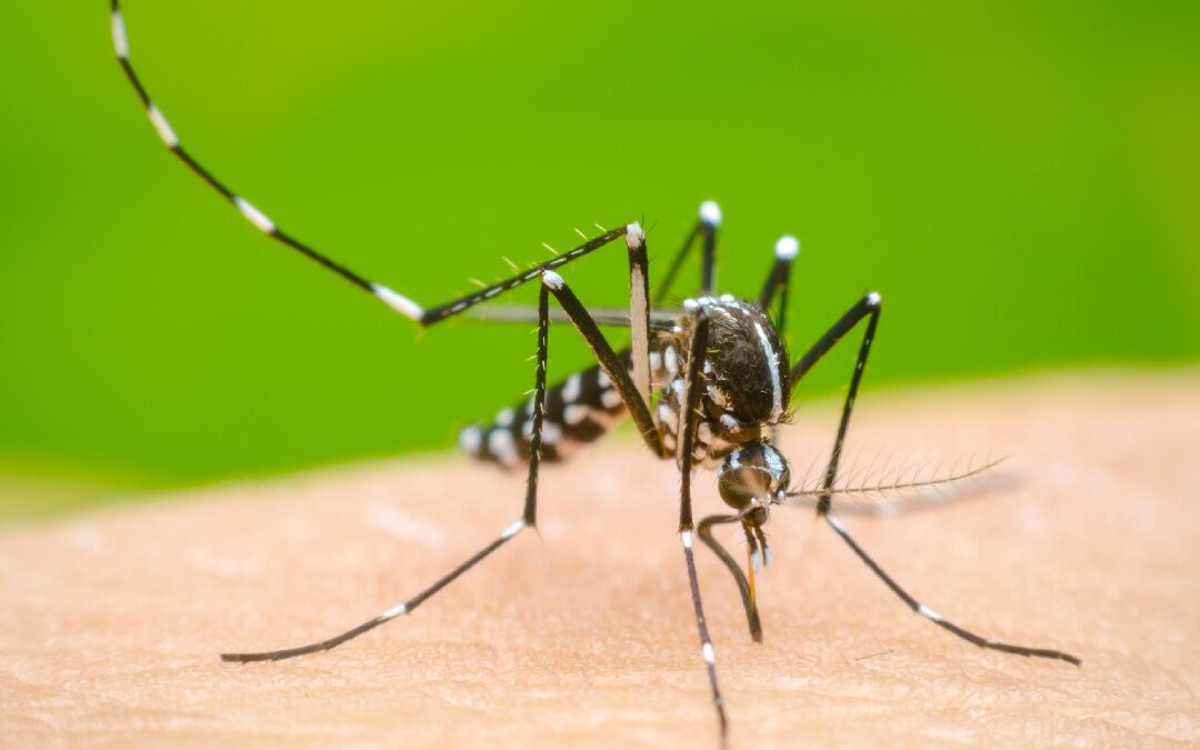 Dengue en Jalisco: Tercer Lugar Nacional en Casos, ¿Aumento o Disminución?