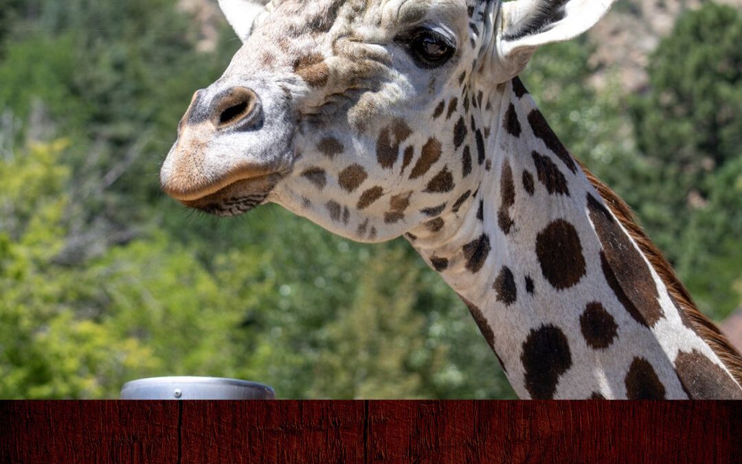 Tristeza en el zoológico Cheyenne Mountain por la muerte de Khalid, la querida jirafa