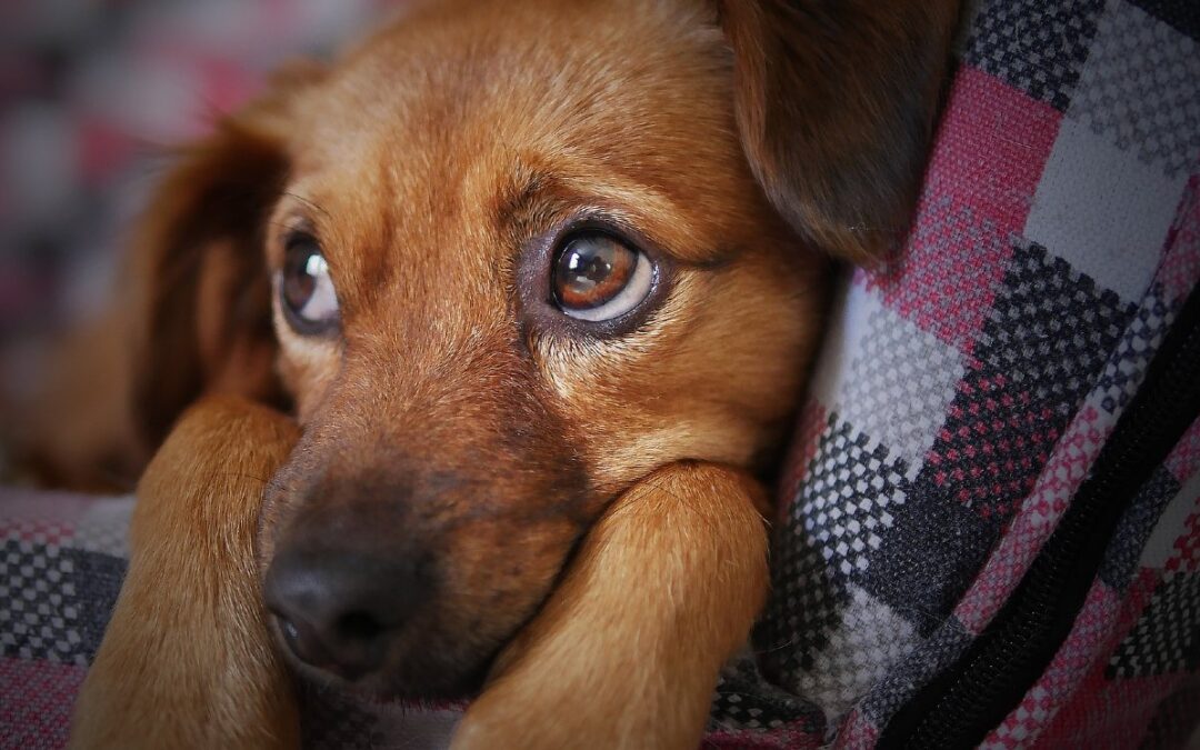 Cuidado de mascotas: Recomendaciones del medio ambiente de Nuevo León para esta Navidad