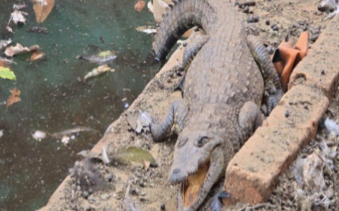 La FGR asegura arsenal, vehículos y un cocodrilo en rancho de Arandas, Jalisco