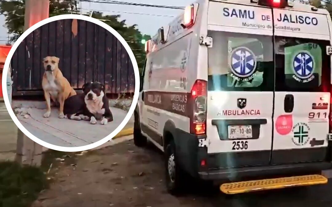 Perros peligrosos atacan brutalmente a hombre en Guadalajara: vecinos responsabilizan al dueño