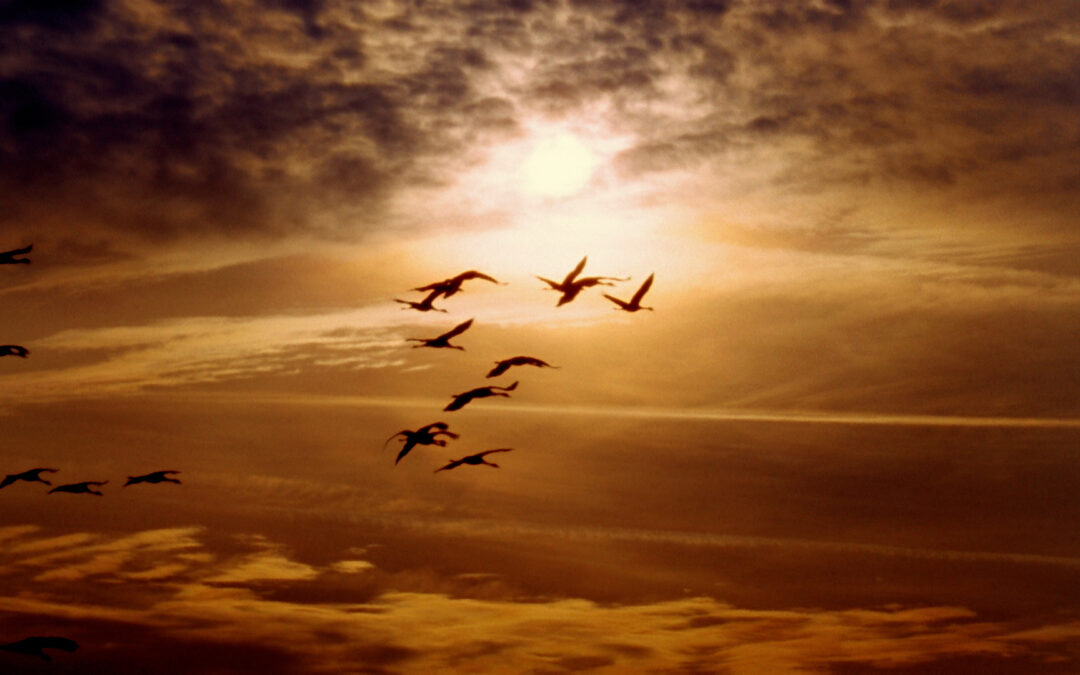 La Migración Invernal Aumenta el Riesgo de Gripe Aviar en Colorado: Lo que Debes Saber