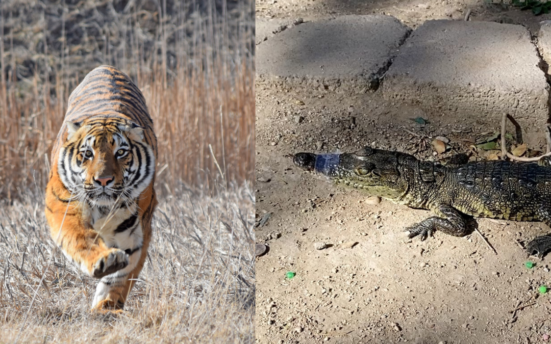 Líder de tráfico de fentanilo y fauna silvestre recibe 17 años de prisión en Albuquerque