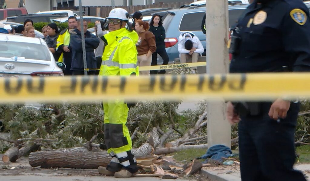 Tragedia en Nochebuena: Muerte trágica por caída de árbol en San Diego