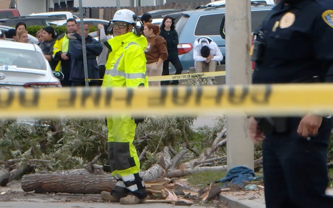 Tragedia en Nochebuena: Muerte trágica por caída de árbol en San Diego