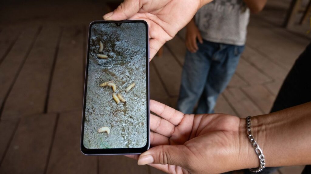 Gusano Barrenador: Authorities Detectan Primer Caso en Ganado de Edomex y Activan Fase Preventiva