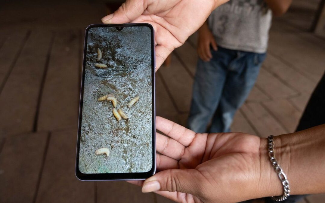 Gusano Barrenador: Authorities Detectan Primer Caso en Ganado de Edomex y Activan Fase Preventiva