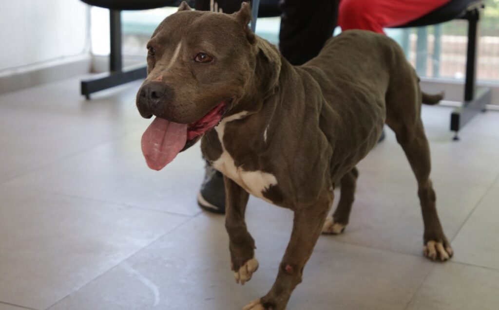 Guadalajara Celebra 133 Adopciones de Mascotas Rescatadas en el Último Año