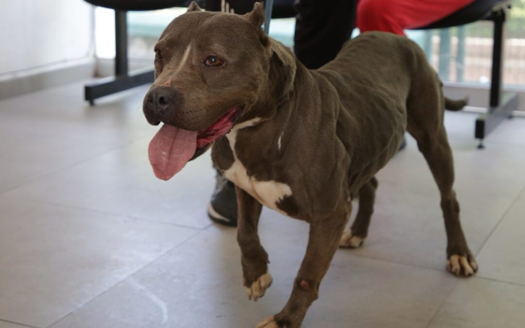 Guadalajara Celebra 133 Adopciones de Mascotas Rescatadas en el Último Año