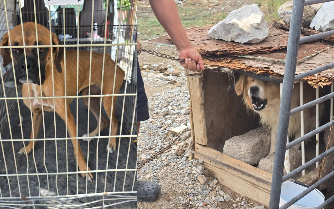 Fiscalía de Ciudad Juárez Rescata 789 Animales Maltratados en 2025
